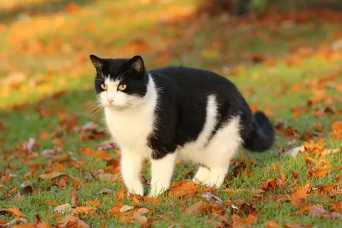 猫,挪威森林猫,异国短毛猫,布偶猫,马恩岛猫,黑白猫在草地上