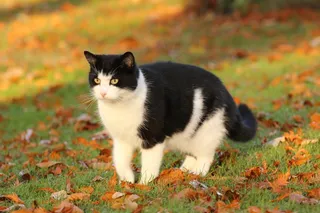 猫,挪威森林猫,异国短毛猫,布偶猫,马恩岛猫,黑白猫在草地上