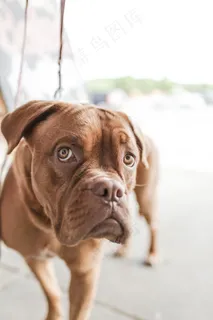 法国波尔多犬,马士提夫獒犬,中国沙皮犬,日本土佐犬,美国比特犬,动物狗宠物可爱 法国波尔多犬,马士提夫獒犬,中国沙皮犬,日本土佐犬,美国比特犬,动物狗宠物可爱