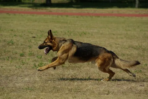 德国牧羊犬,狗,跑步,动物,宠物 德国牧羊犬,狗,跑步,动物,宠物