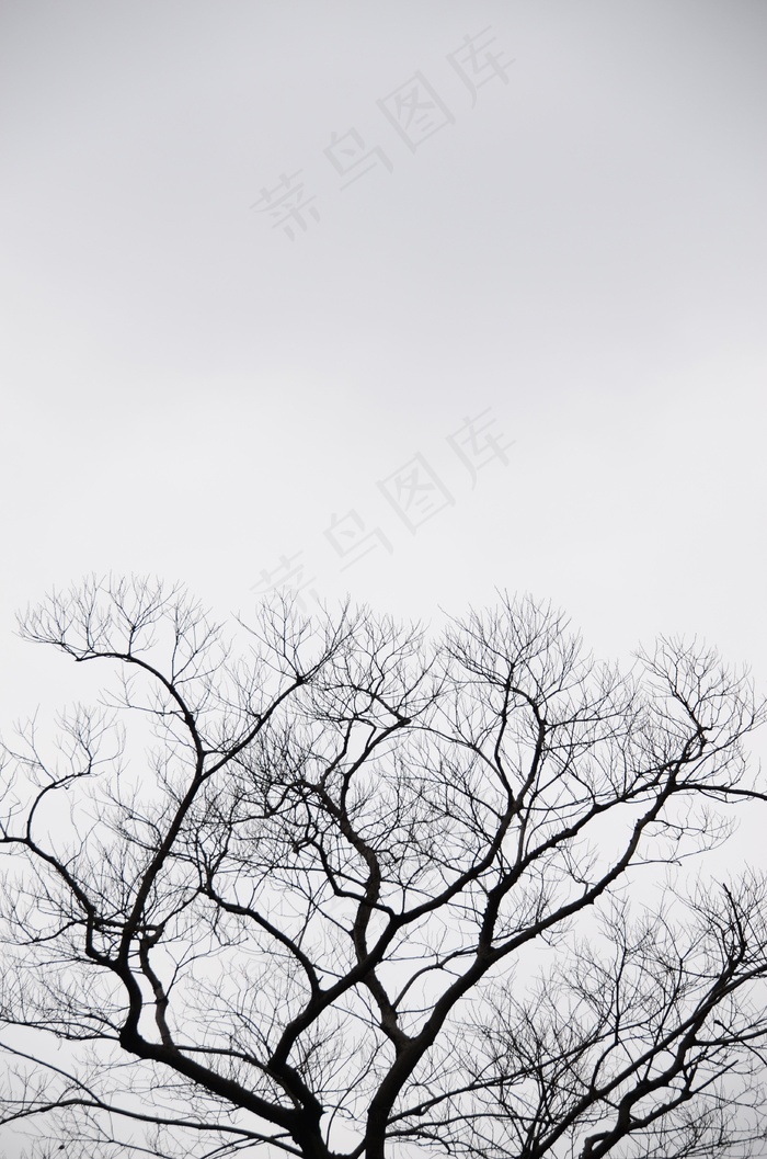 剪影，树，灰色，天空，阴，自然，风景
