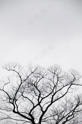 剪影，树，灰色，天空，阴，自然，风景