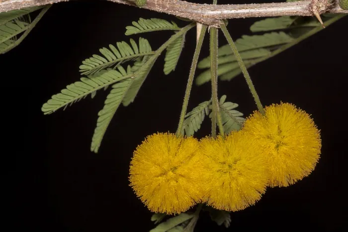 植物，花园，鲜花，相思树