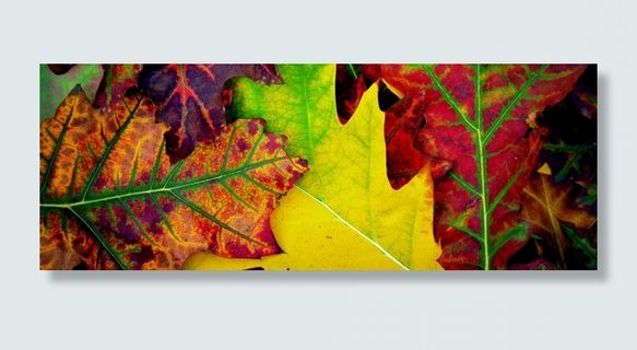 秋天，颜色，叶子，季节