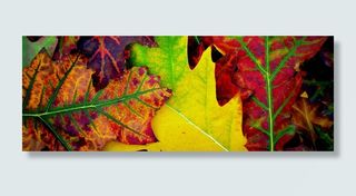 秋天，颜色，叶子，季节