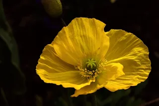 罂粟，黄色，宏，花，性质，阳光明媚，花瓣