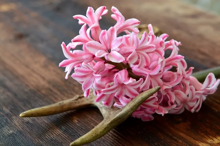 风信子，花，鲜花，粉红色，香