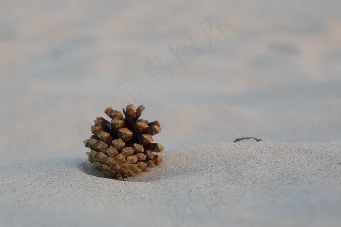 松果，沙，松，海滩