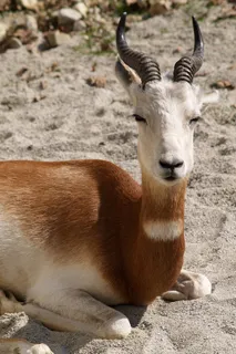 自然，动物，瞪羚