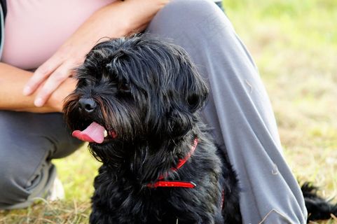 狗，雄性，毛皮，骄傲，狗的外观，关闭，狗头