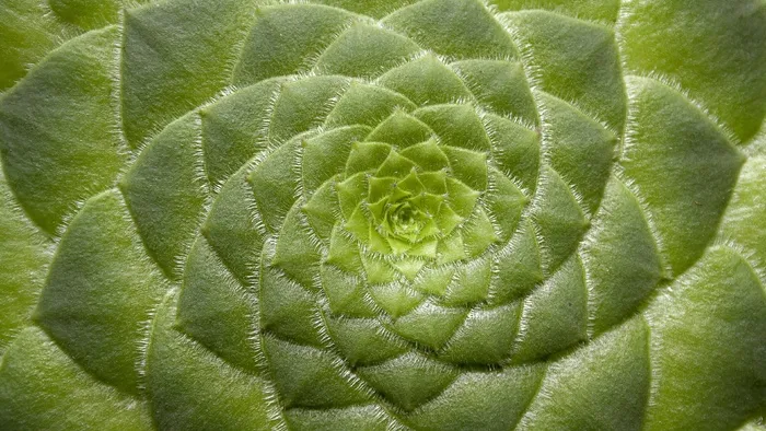 永宗油菜，肉质菜，植物，关闭