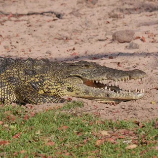 鳄鱼,纳米比亚,动物,野生动物园,动物世界 鳄鱼,纳米比亚,动物,野生动物园,动物世界