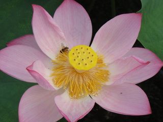 莲花，蜜蜂，水生植物，池塘，开花