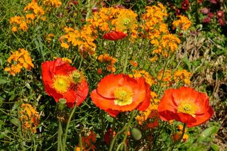 迈瑙，花坛，多彩，颜色