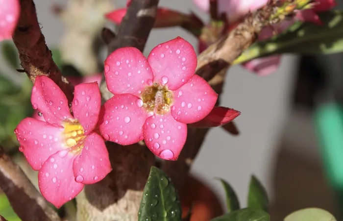 花，罗莎，沙漠，黄色，粉红色，紫，花瓣