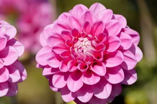 大丽花，大丽花，地热，植物，复合材料，粉红色