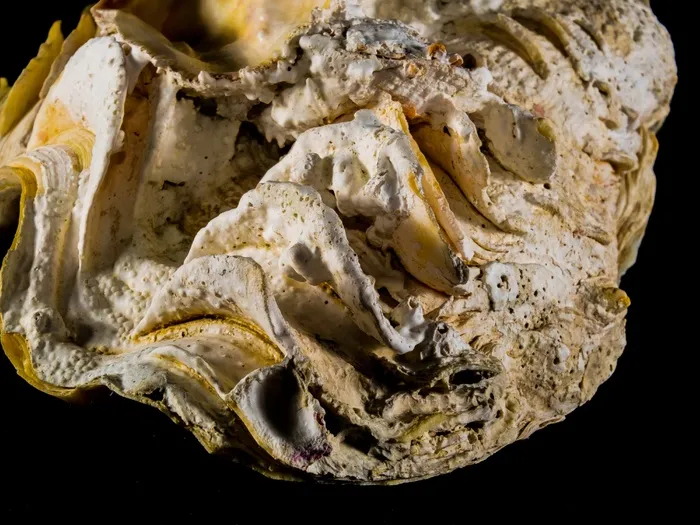 壳，石灰秤，关闭