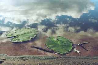 池塘叶子，水，镜像，云，海滩，沙