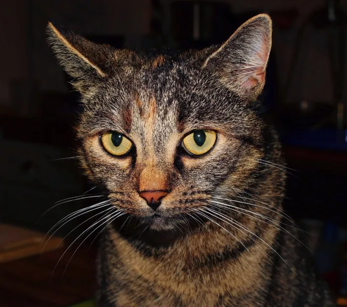 猫，家猫，三色，动物，猫的眼睛