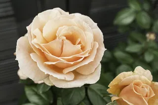 花，玫瑰，自然，美丽的花