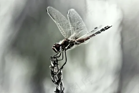 蜻蜓，昆虫，翅膀，关闭