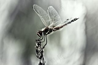 蜻蜓，昆虫，翅膀，关闭