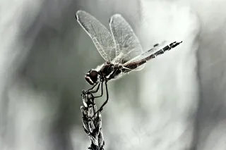 蜻蜓，昆虫，翅膀，关闭