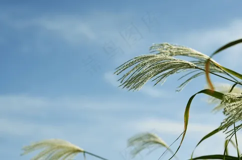 银草,秋季,植物,天空,自然,银池 银草,秋季,植物,天空,自然,银池