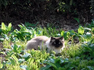 猫，宠物，动物，阿迪达斯，Mieze，休息，放松