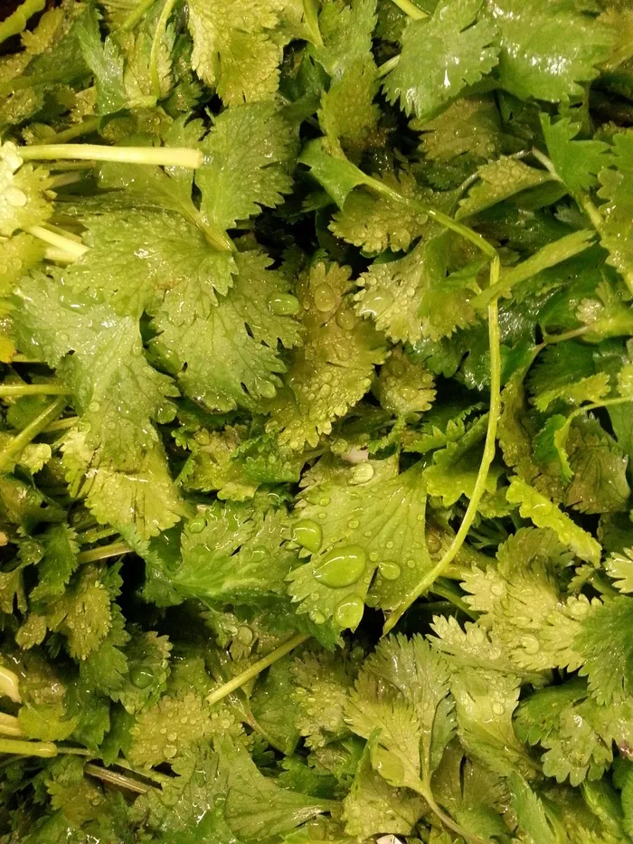 蔬菜，香菜，植物，蔬菜，羽衣甘蓝，有机，新鲜
