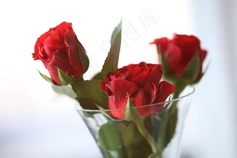 玫瑰,双手帮助,红色,情感,花瓶,情人节 玫瑰,双手帮助,红色,情感,花瓶,情人节