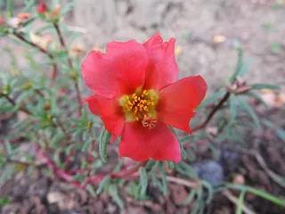 马齿ula，花，Portulakgewaechs