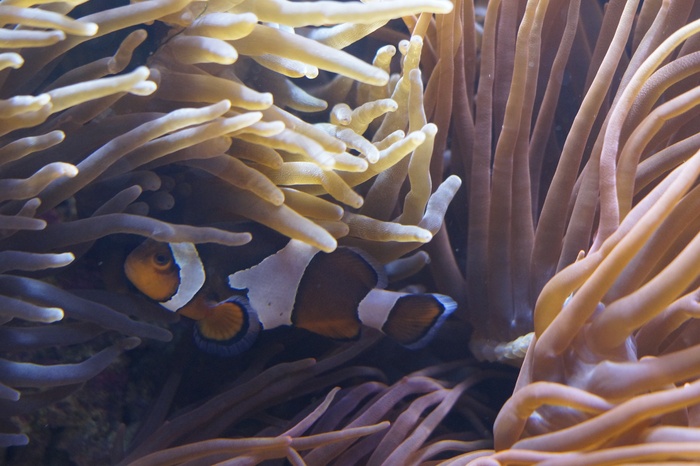 海葵，海葵，海底世界，水族馆，海