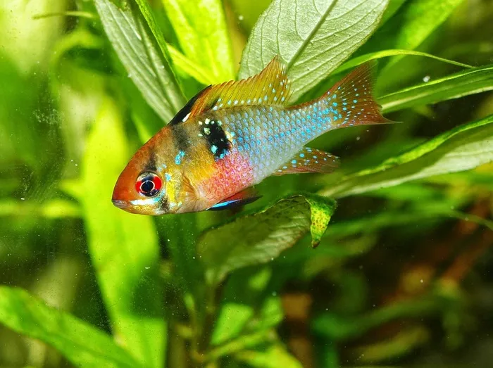 水族馆，鱼，丽鱼科鱼，动物，水，自然，绿色