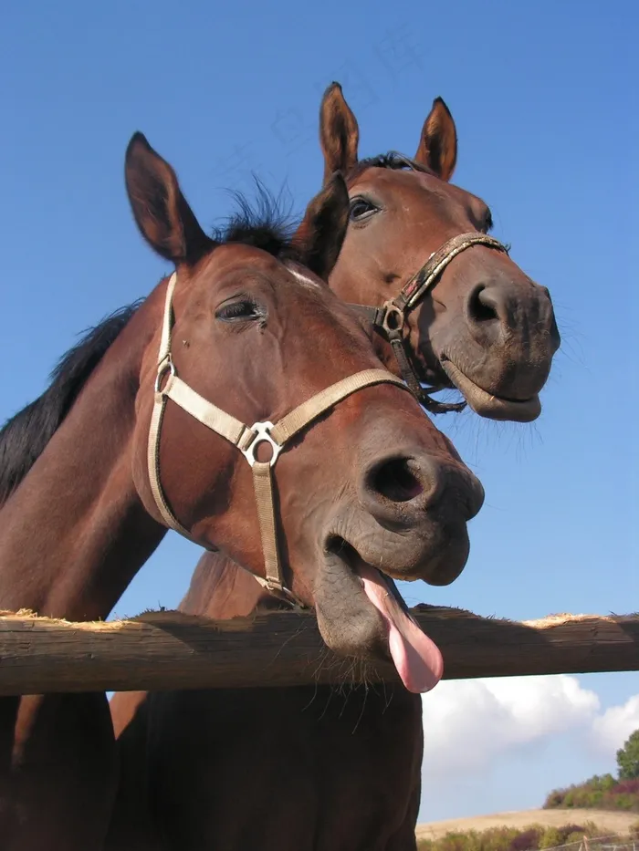 马，语言的，马，湾，肖像，头