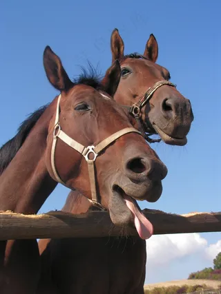 马，语言的，马，湾，肖像，头