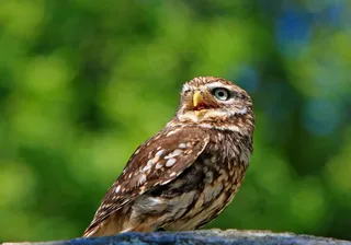 猫头鹰，小猫头鹰，鸟，动物，野生动物，美丽