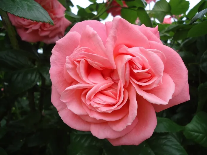 玫瑰，粉红色，花朵，情人节