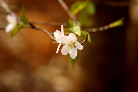 樱花,白花,美,自然,春天 樱花,白花,美,自然,春天