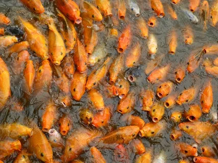 锦鲤，金鱼，鱼，橙色，亚洲，池塘