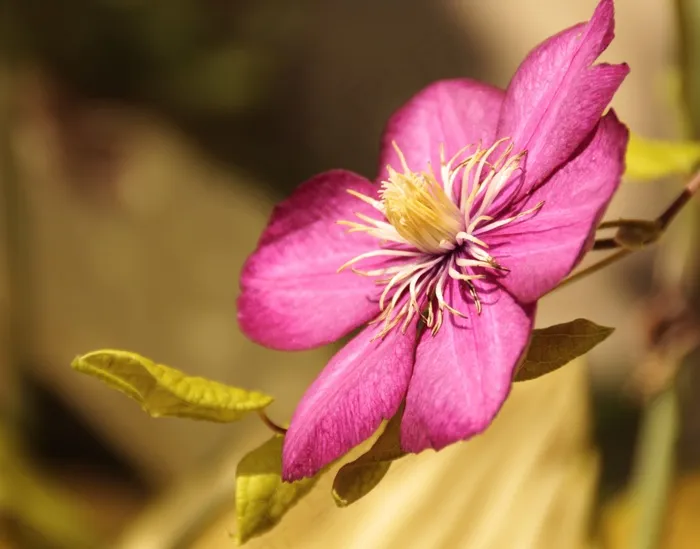 花，粉红色，绿色，开花，性质，鲜花