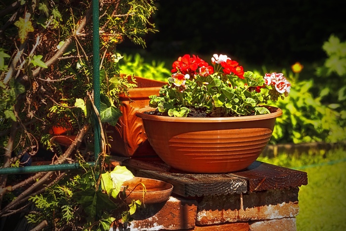 花园，花，自然，园艺，植物区系，家庭