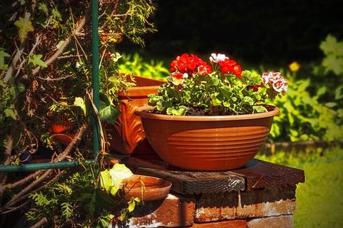 花园,花,自然,园艺,植物区系,家庭 花园,花,自然,园艺,植物区系,家庭