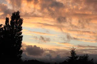 植物，树木，剪影，黑色，黑暗，植物群，多云