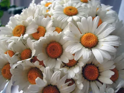 洋甘菊，鲜花，白，白花，夏天