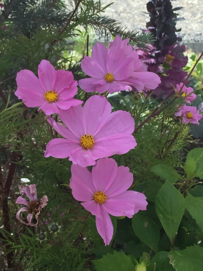宇宙，花，自然，植物群，夏天，开花