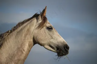 马，模具，母马，纯种阿拉伯，天空，鬃毛