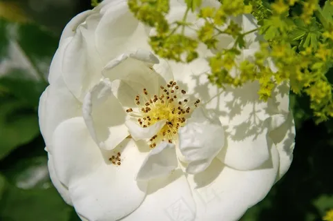 玫瑰,地面覆盖,玫瑰,地面覆盖,白色,雄蕊 玫瑰,地面覆盖,玫瑰,地面覆盖,白色,雄蕊