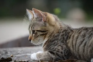 小猫，猫宝贝，猫，猫的眼睛，宝贝猫