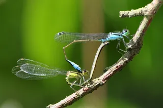 蜻蜓，昆虫，湖，水，关闭，宏，黄色